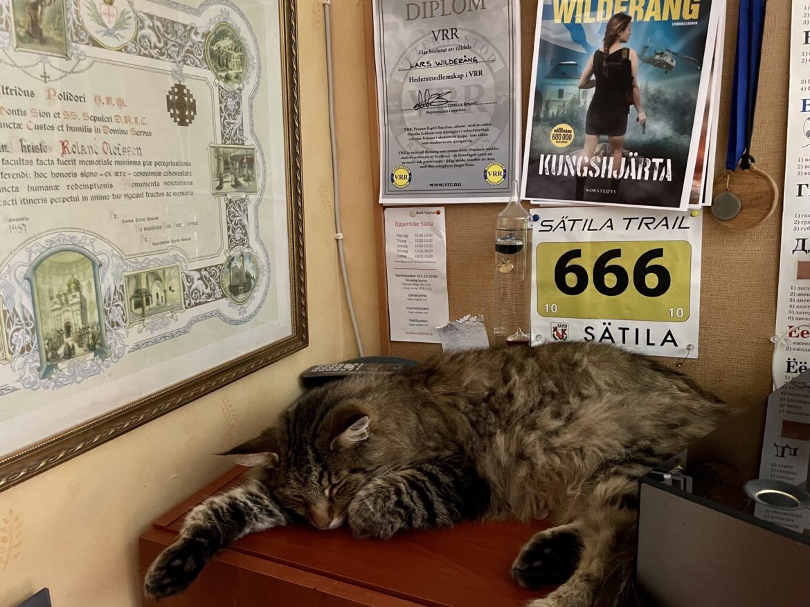 djur_katt