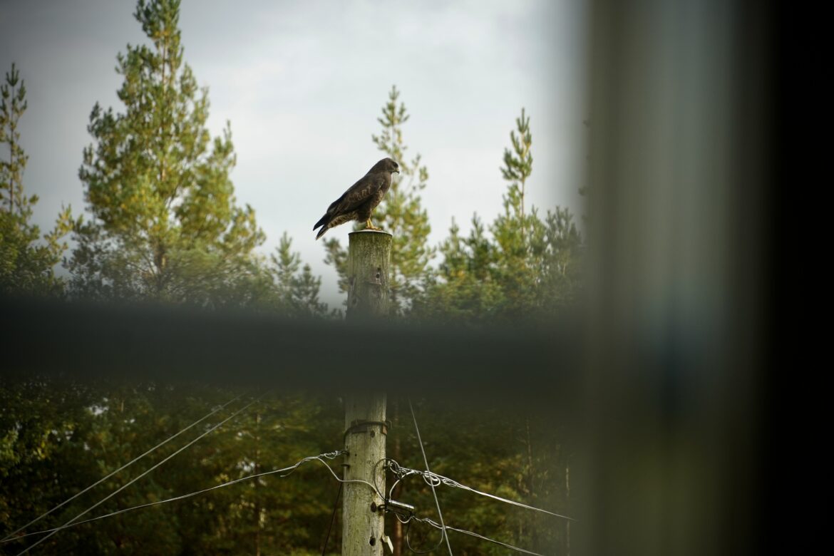 landet_skog_rovfagel