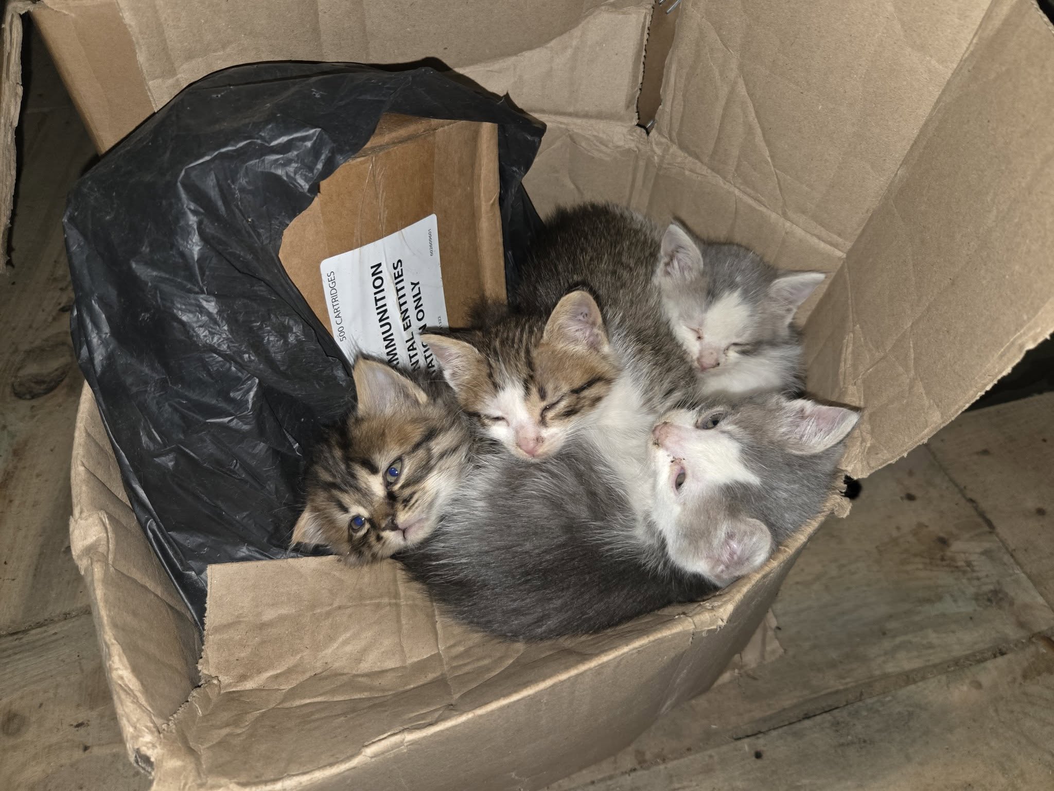 Tredje generationen moralhöjande och gnagareliminerande kombat kittehs hos 21:a mekbrigadens ledningsplats 